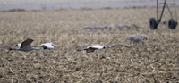 Sandhill Cranes 3386